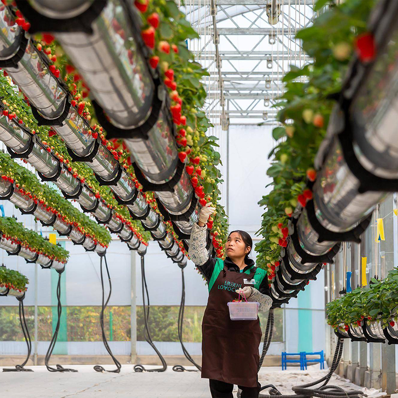十堰市水培蔬菜空中草莓 - 价格