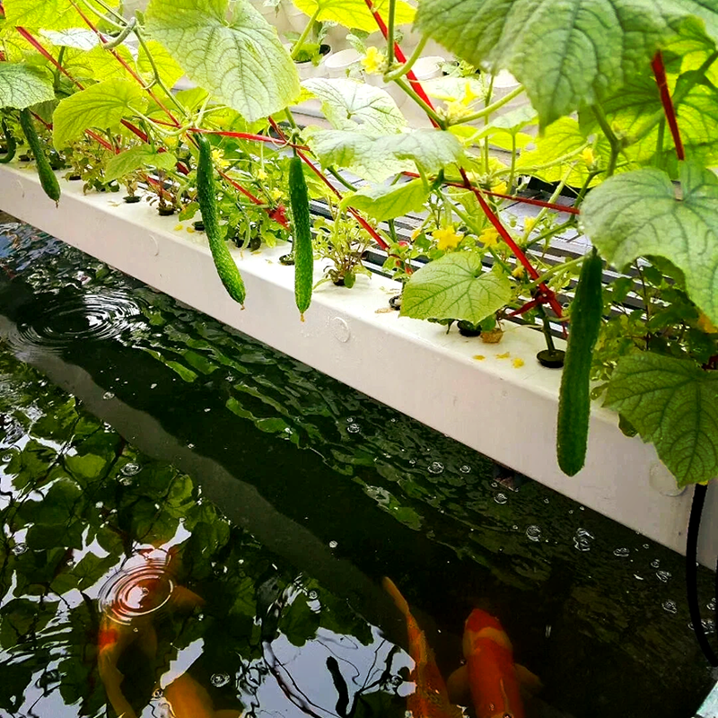 十堰市植物工厂鱼菜共生 - 一站式服务