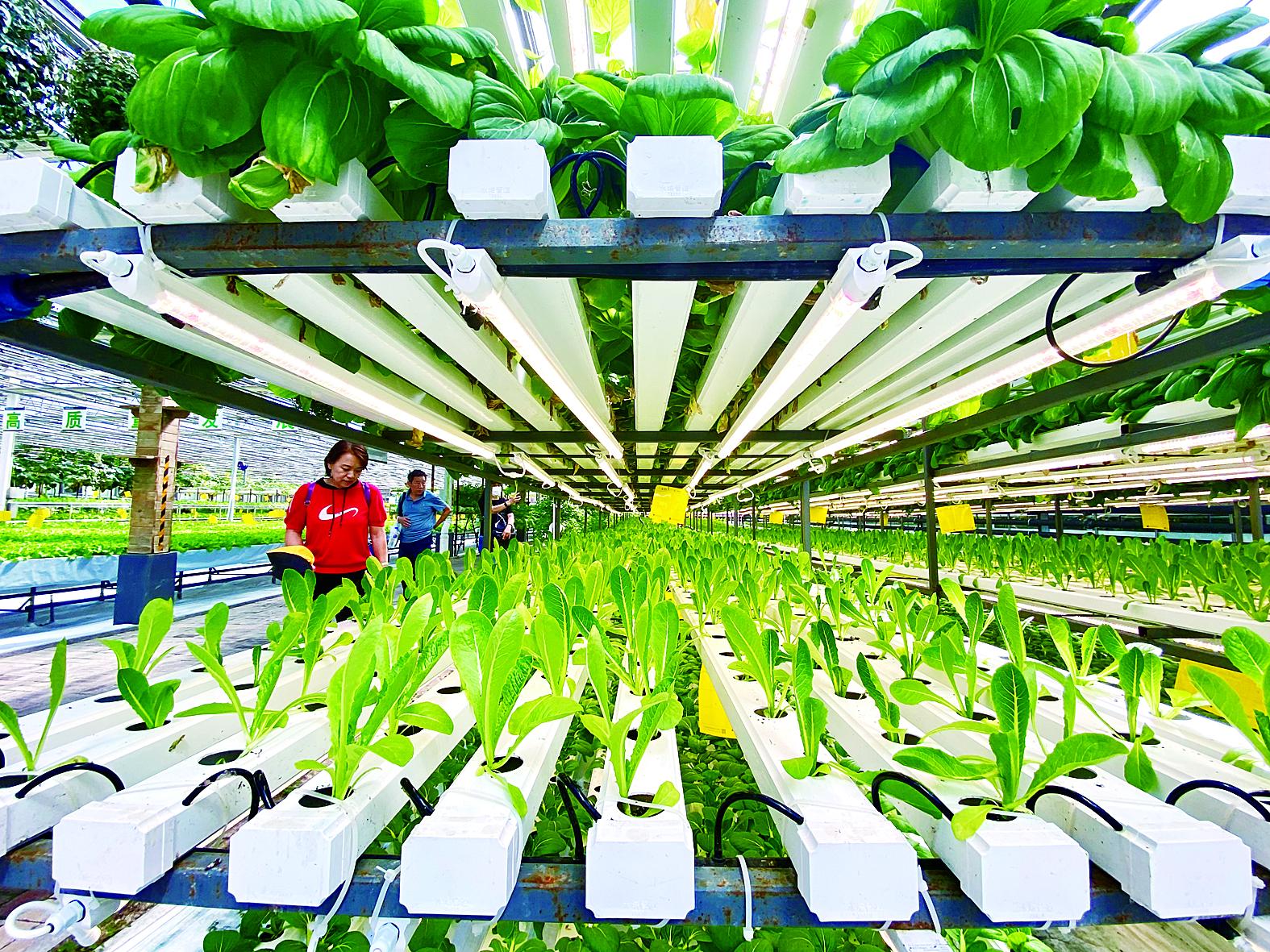 十堰市苗床植物工厂 - 哪里好