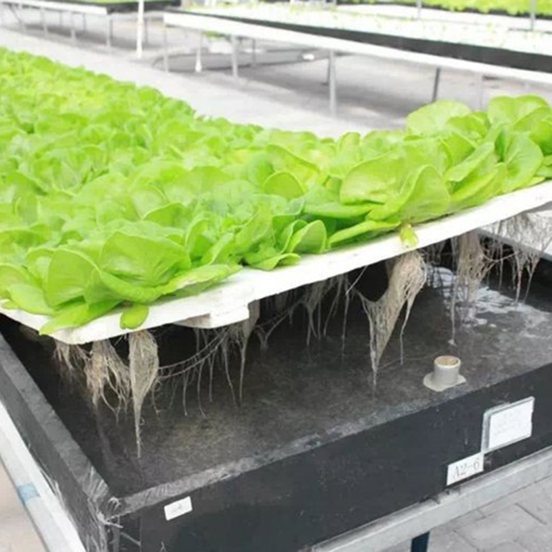 十堰市水培设备植物工厂 - 排名